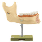 Lower Jaw Of An Eighteen-Year-Old Model